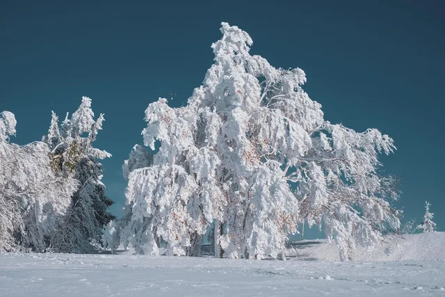 winter landscape, tree, beech, covered in snow, winter, cold, icy, frost, winter mood, mood, winter magic, snow magic, nature, winter landscape, winter, winter, winter, winter, winter. Photo Booth Rental Slow Season in Canada: What to Do